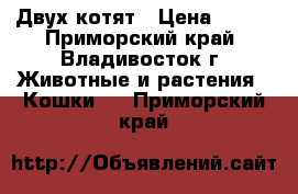 Двух котят › Цена ­ 100 - Приморский край, Владивосток г. Животные и растения » Кошки   . Приморский край